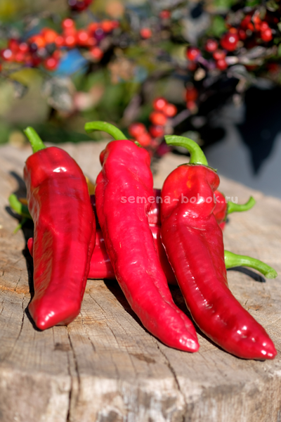 Перец сладкий Дольче Итальяно, 10 шт