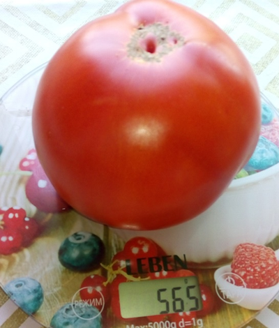 Томат Минусинский от Балуева