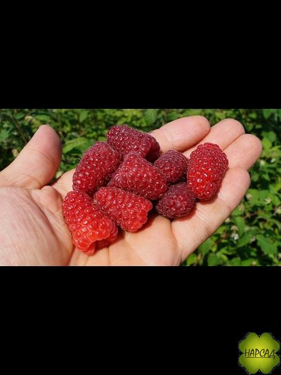 Малина "Карамелька" (ремонтантная, сладкая)