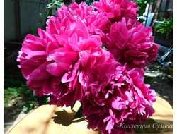 Пион Antey (Антей)