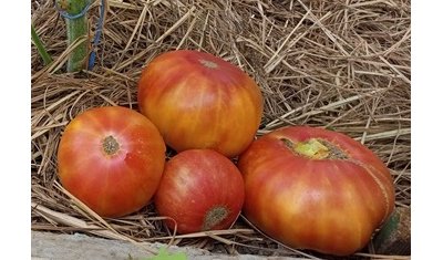 Томат Marvel striped (Полосатое чудо)