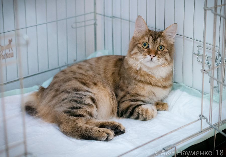 Курильский бобтейл ShawlsCity Tigris Show