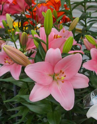 Картинки по запросу ЛИЛИЯ MANDALAY BAY (МАНДАЛЕЙ БЭЙ)