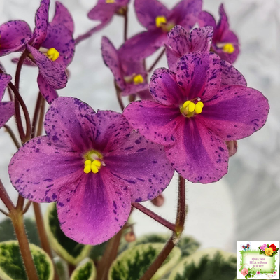 Mac's Coral Clackamas (G.McDonald)