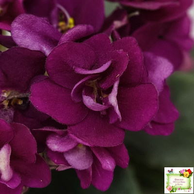 Precious Red (H. Pittman) (9724) 01/15/2007