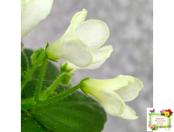 Н-Каламбур (Н. Бердикова) 2016 трейлер