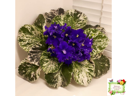 ЛЕ-Демо (Е. Лебецкая) 2014 г.