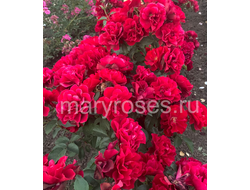 Руби Руби (Ruby Ruby) ОСЕНЬ