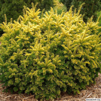 Тис Ягодный - Baccata