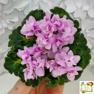 Goldilocks (L.Ray) (Голдилокс) (гёрл-лист с кроновой пестролистностью)