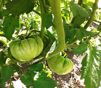 Семена томата Рутгерс