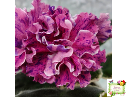 ТФ-Confetti (Т. Фурлетова) 2024 г.