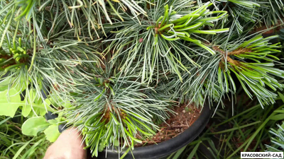 Сосна кедровая Блю Мопс - Blue Mops