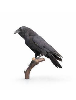 птицы Ворон crow 2