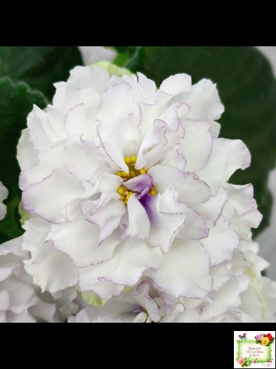 РМ-Прекрасный Жемчуг (Н. Скорнякова) 2022 г.