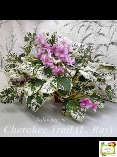 Cherokee Trail (L. Ray) трейлер (пасынок сорт посажен 06.10.25)