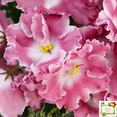 НД-Морковка (Н. Данилова-Суворова) 2021 г. (лист посажен 26.02.26)