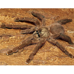 Avicularia laeta