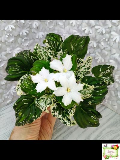 LV-Зюзя (Л. Шевелева) 2025 г. трейлер (клакамас пестролистный)