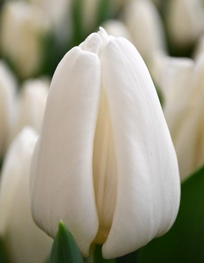 Тюльпан Апдейт (Update) (в упаковке 10 щт. одного сорта)