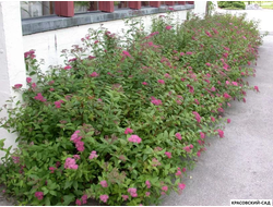 Спирея Криспа - Crispa