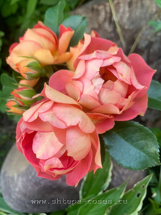 Леди Мармелад