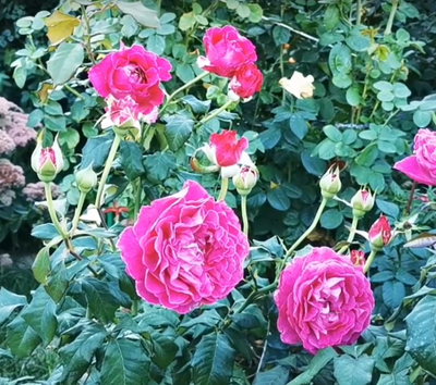 Роза Сент оф Вумен (Scent of Woman) ОКС, Россия