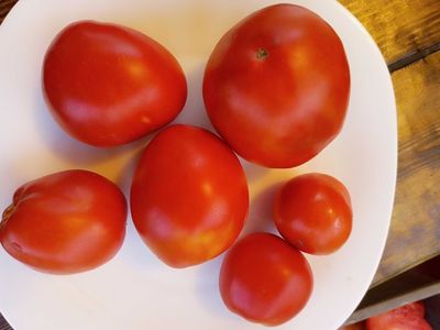 Томат Минусинский бочковой