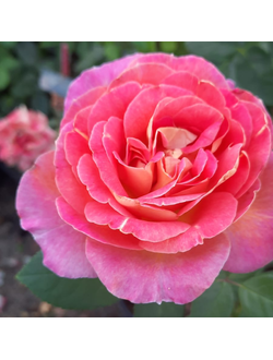 Малейка (Maleica)