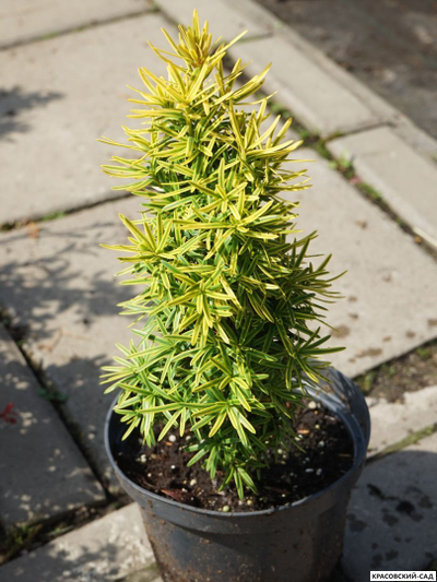 Тисс ягодный Давид - David