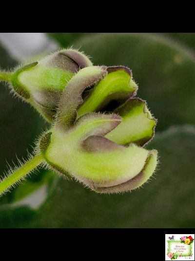 7 Белок (Калгины) химера (стартер сорт)