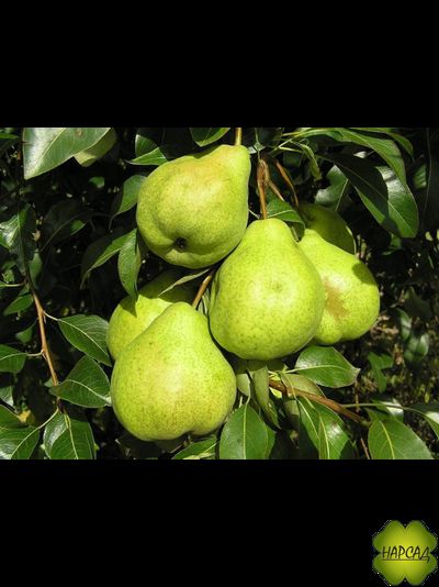 Груша "Августовская роса" (летняя, но хранится, САЖЕНЕЦ 3 ГОДА)