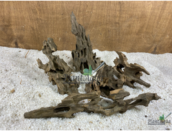 Коряга Мангровая Дракон XS (10-25 см)