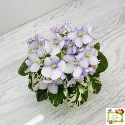 Н-Горный Воздух (Н. Бердникова) 2018