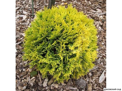 Туя Даника Ауреа - Danica Aurea