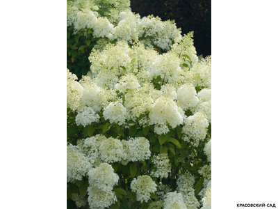 Гортензия Бобо - Bobo