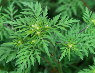 Давана, Полынь бледная (Artemisia pallens) - 100% натуральное эфирное масло