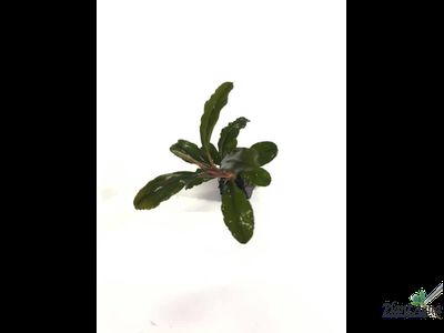 Буцефаландра Dark Green wavy