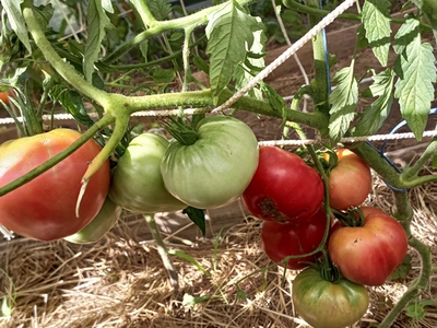 Томат Батяня