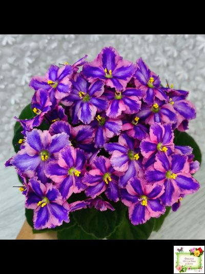 СГ-Каспер (И.Киселёва/С.Голубцова) химера