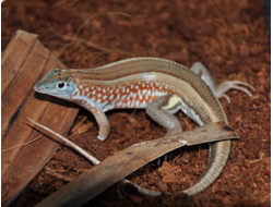 Трахелоптихус Петерса (Tracheloptychus petersi)