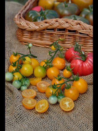 Томат Micro dwarf Bunny Hop (Банни Хоп), 10 шт