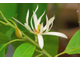 Магнолия / Чампака белая (Michelia Alba) 1г абсолю