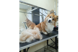 Корги ГРИНЕЛЬ