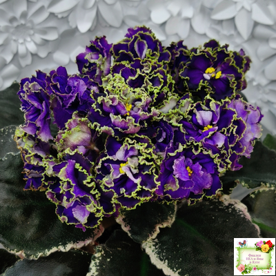 РС-Дремучий Лес (С. Репкина) 2019 г.