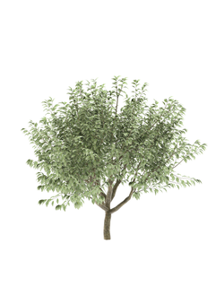 лиственные Черёмуха обыкновенная 018_v2