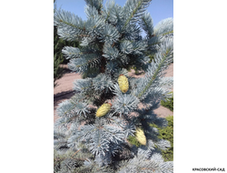 Ель Ольденбург - Фото хвои - красовский-сад.рф