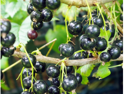 Нара (смородина черная)