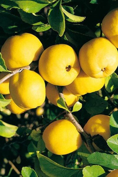 Айва (Хеномелес средний) Jet Trail