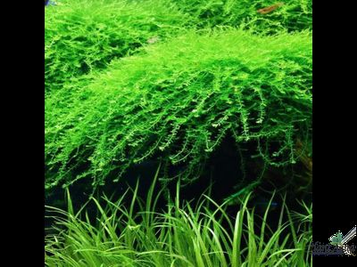 Мох Бабл (Bubble moss)